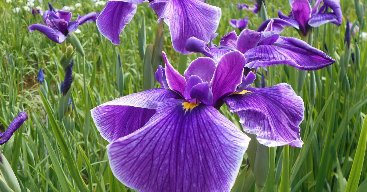 サスティ利尻カラーシャンプー 自然な髪染 ふろむ Note