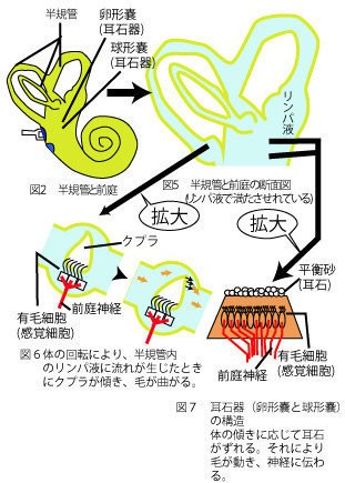 頭位変換めまいと三半規管について 橋本 尚久 Note