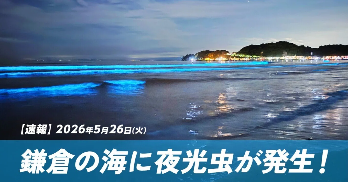 May 2026] Noctiluca in the Kamakura Sea! I went to see the glowing