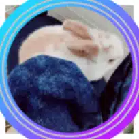 【️うさぎバイブル】チャイの暮らし🥕