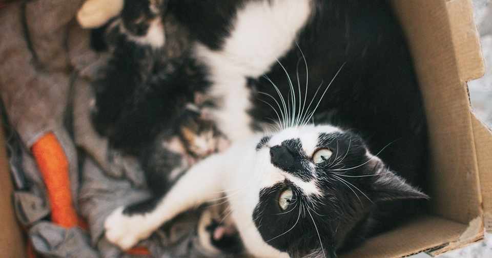 保護犬 猫は かわいそう なのか Yui Note