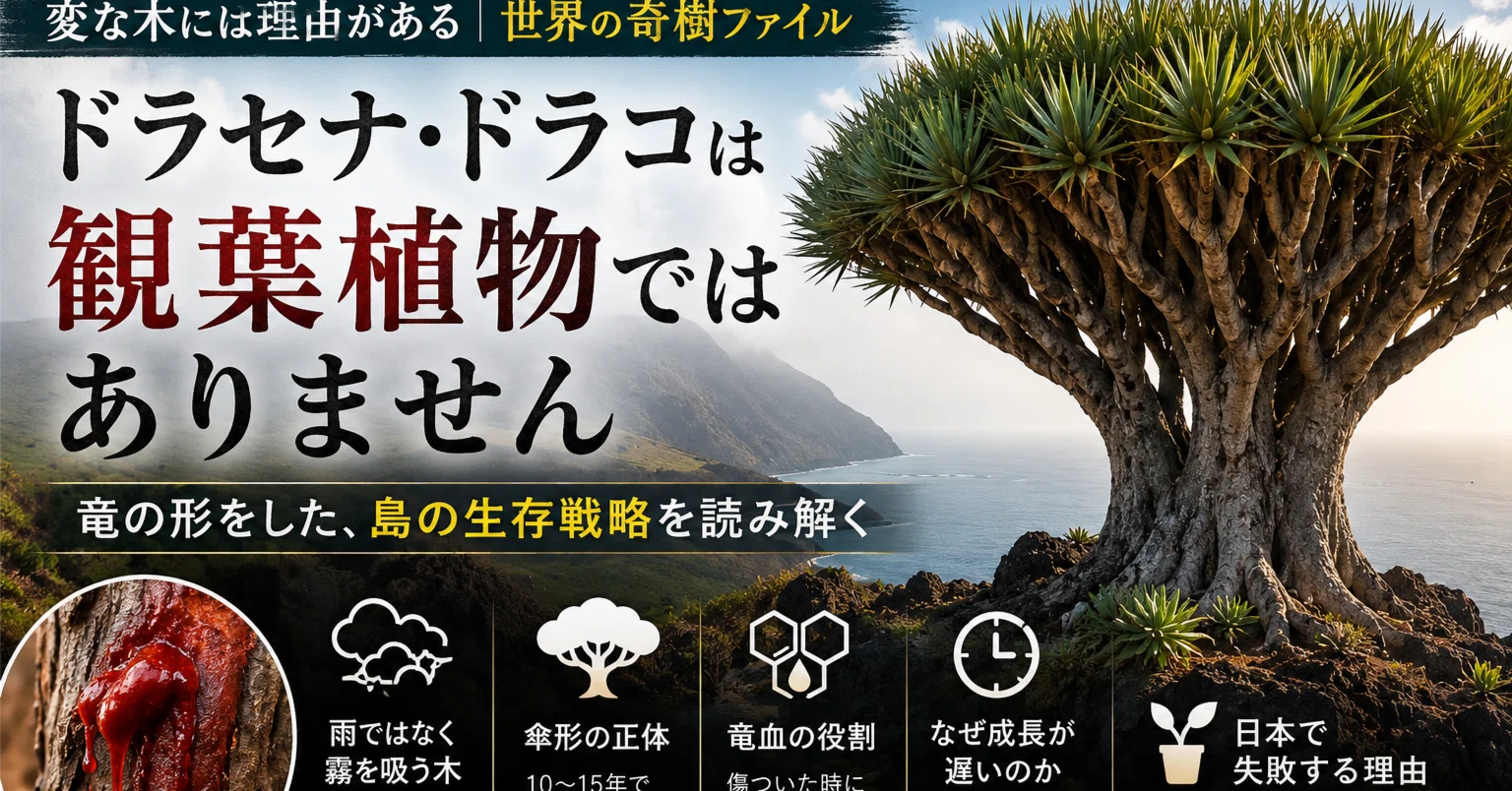 ドラセナ・ドラコは観葉植物ではありません｜ライトニングファーマー