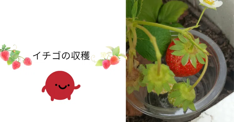 最近のいちご｜自然のmori -まいにち農業-