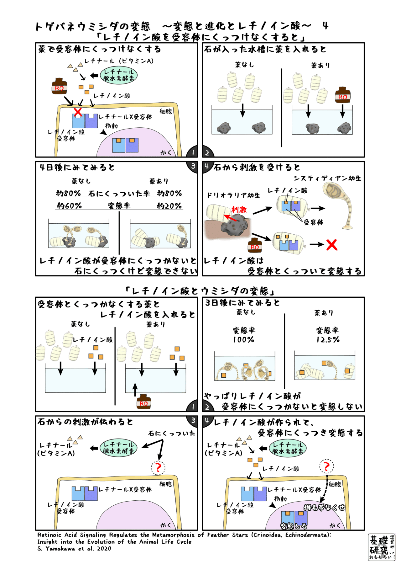 トゲバネウミシダの変態 やっぱりレチノイン酸 ４ かわいせーざん 基礎研究っておもしろい 生物編 Note