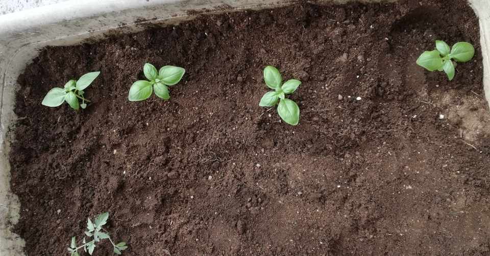 Vol 56 バジルとシソの植え替え プランター野菜道 オットが家事 育児に精を出してみた オットセイ オットが家事 育児に精を出してみた Note