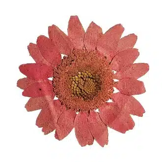 e.