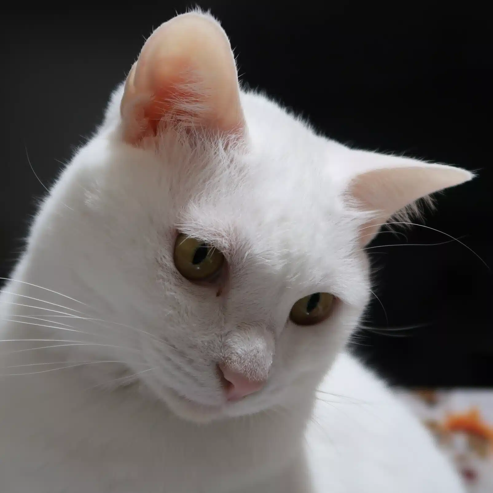 猫耳
