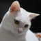 猫耳