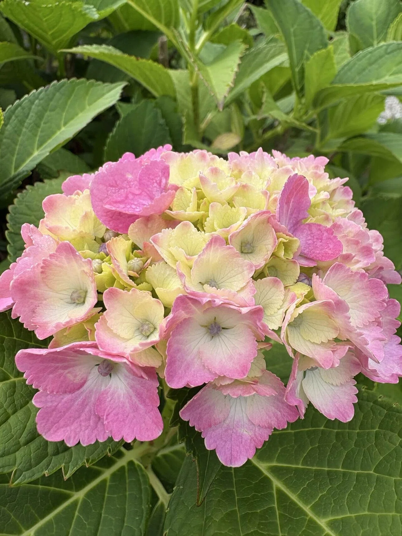 紫陽花 2026年最初の紫陽花｜vivi