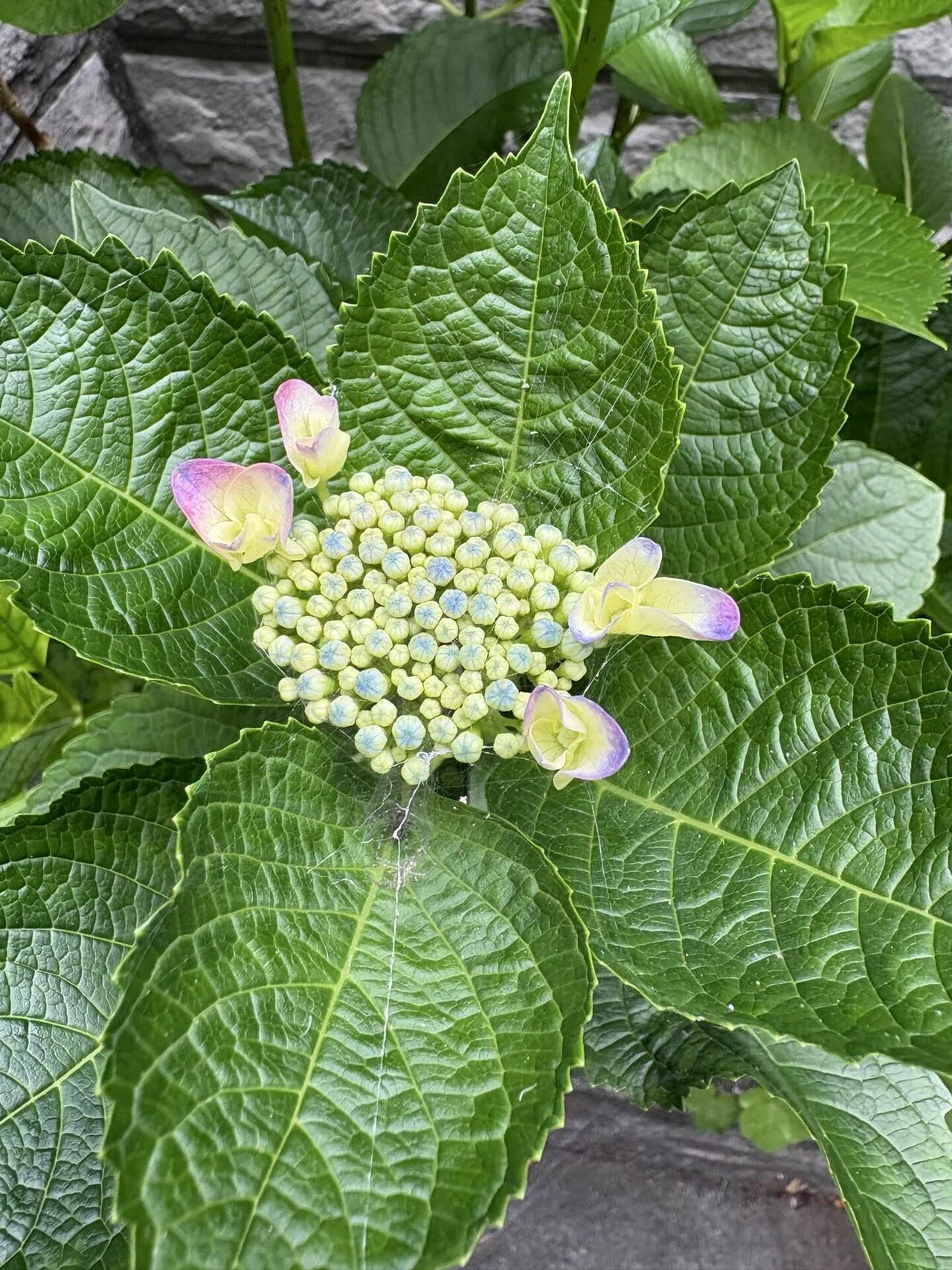 2026年最初の紫陽花｜vivi