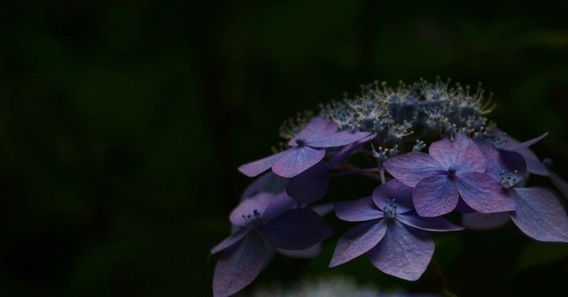 紫陽花の涙