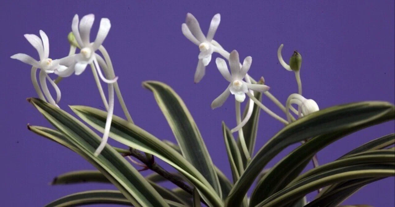 富貴蘭「白皇覆輪」の花（過去の画像倉庫から）｜KJ Morison
