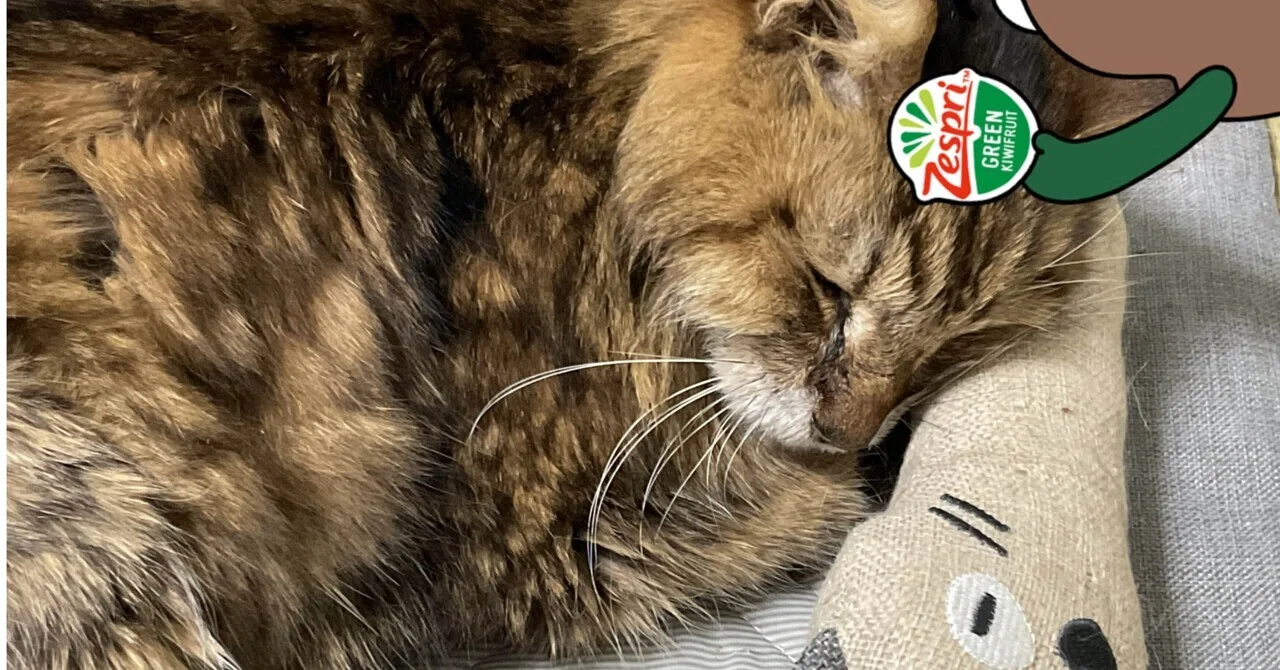 お爺ニャン｜笑い猫（細村 誠)またはホムラマコト
