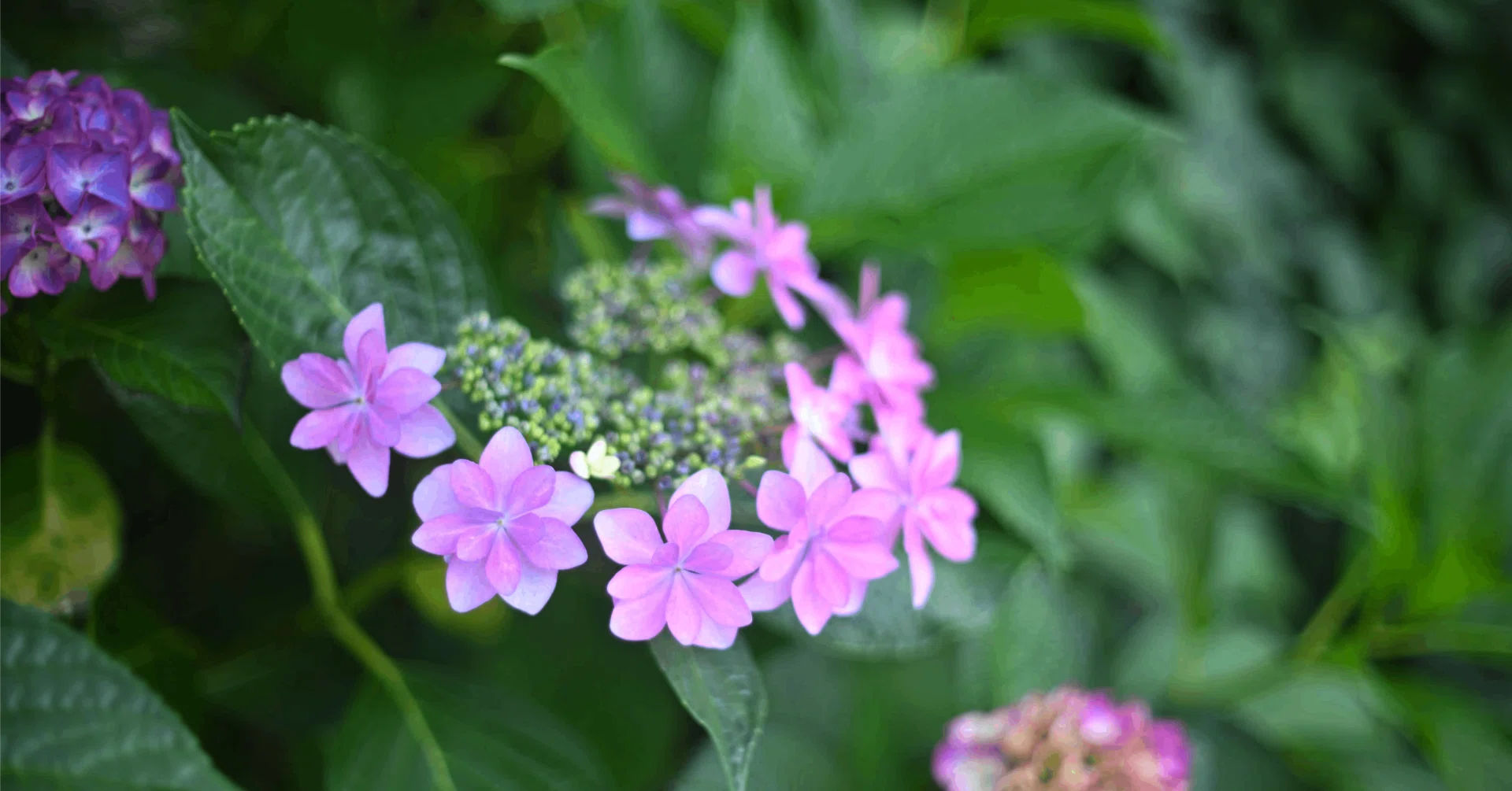 色褪せない魅力 - NIKKOR-S・C Auto 1:1.4 f=50mm｜Daichi Okamoto