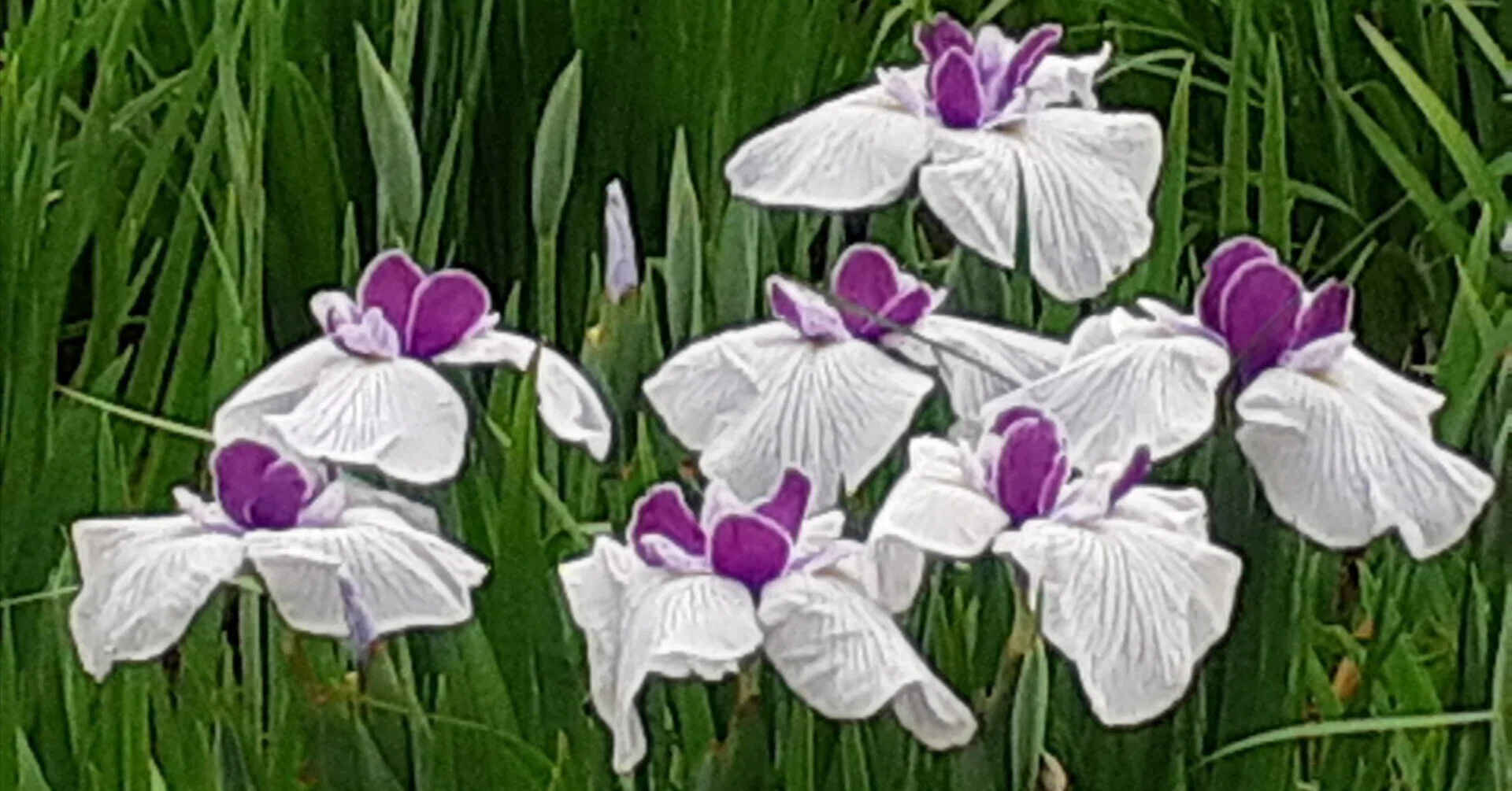 堀切菖蒲園 5月｜merumama