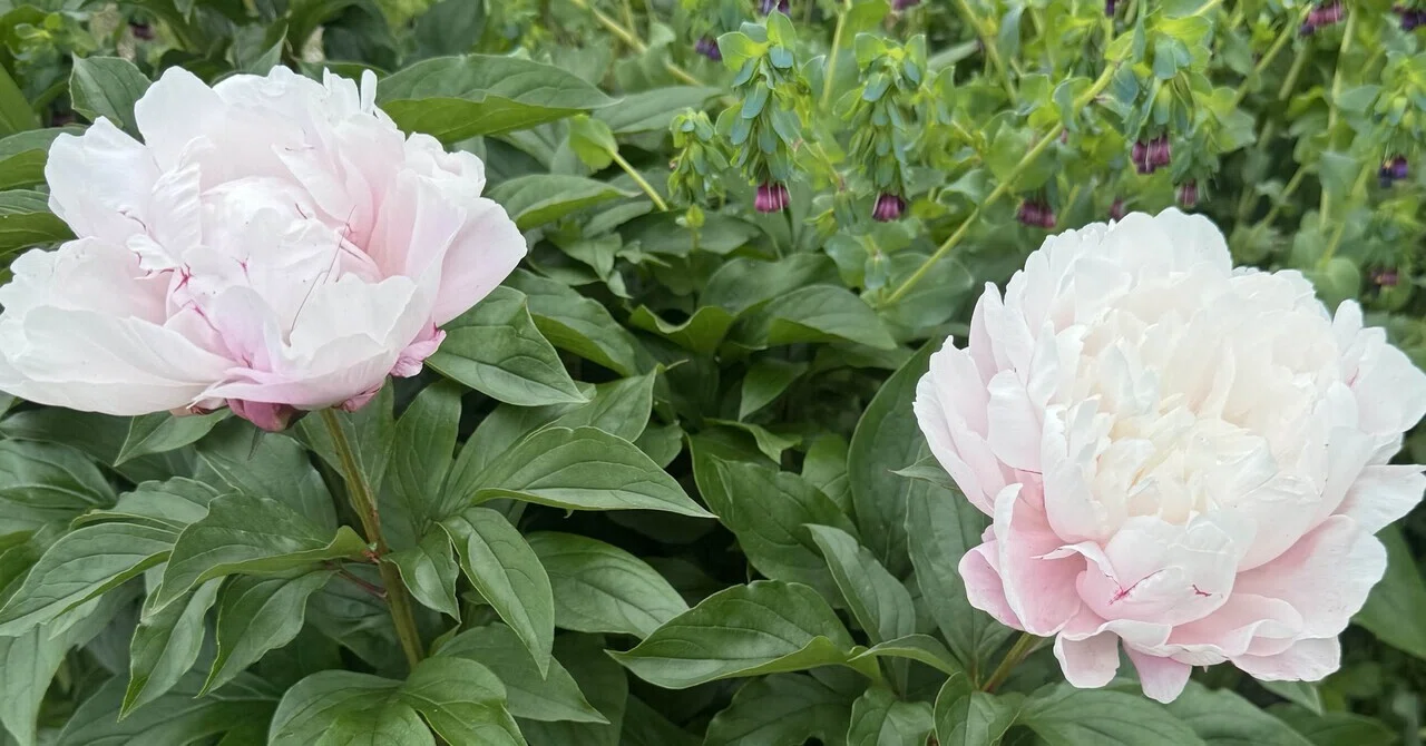 2026年のイメージは芍薬の花✨ROOT旅へ｜ラベンダー