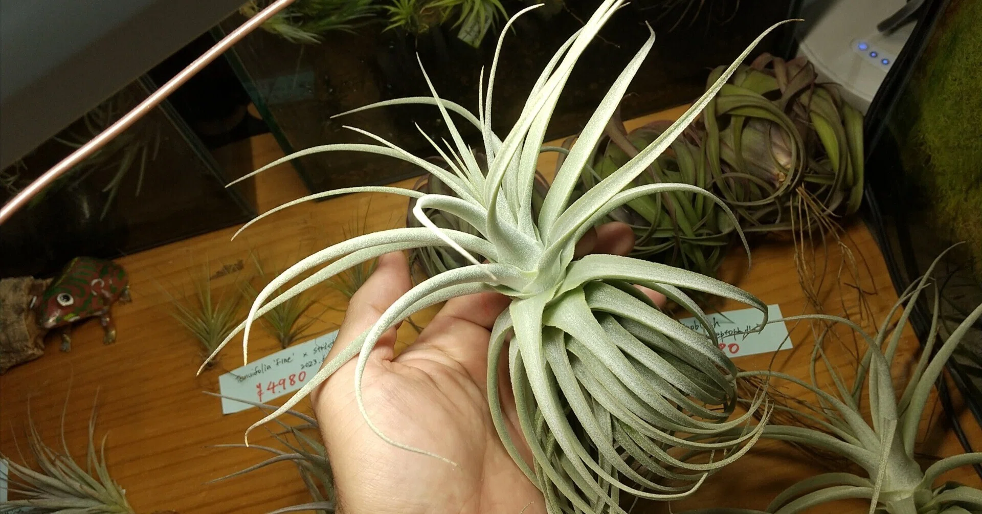 チランジア入荷リスト5/23｜NatureGarden🌿神田