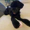犬連れ海外生活🐾 | ロンドン、パリ、そして韓国へ
