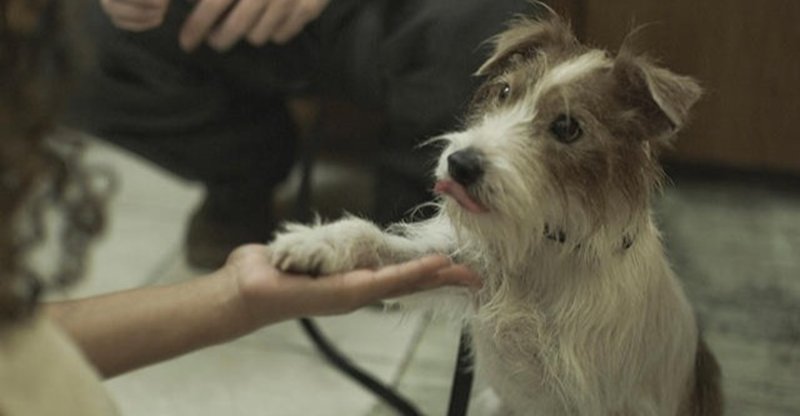 映画 人生はビギナーズ 哀しい人と哀しい人が出会う時 may in canada note