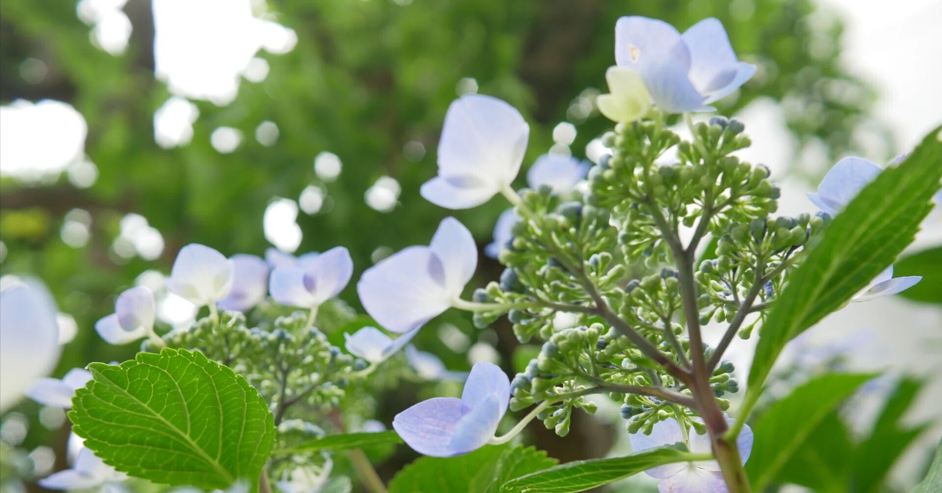 紫陽花に彩られる六月の道端｜ほのか｜移行期のメモ