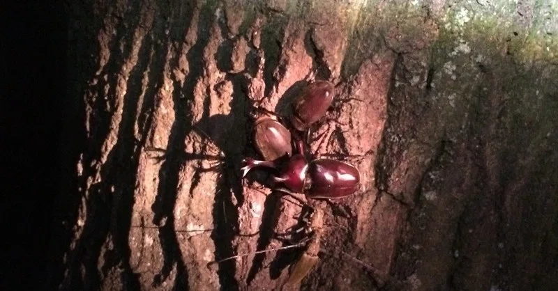 厚木のカブトムシ クワガタ採集ポイント85箇所 Toneliko Note