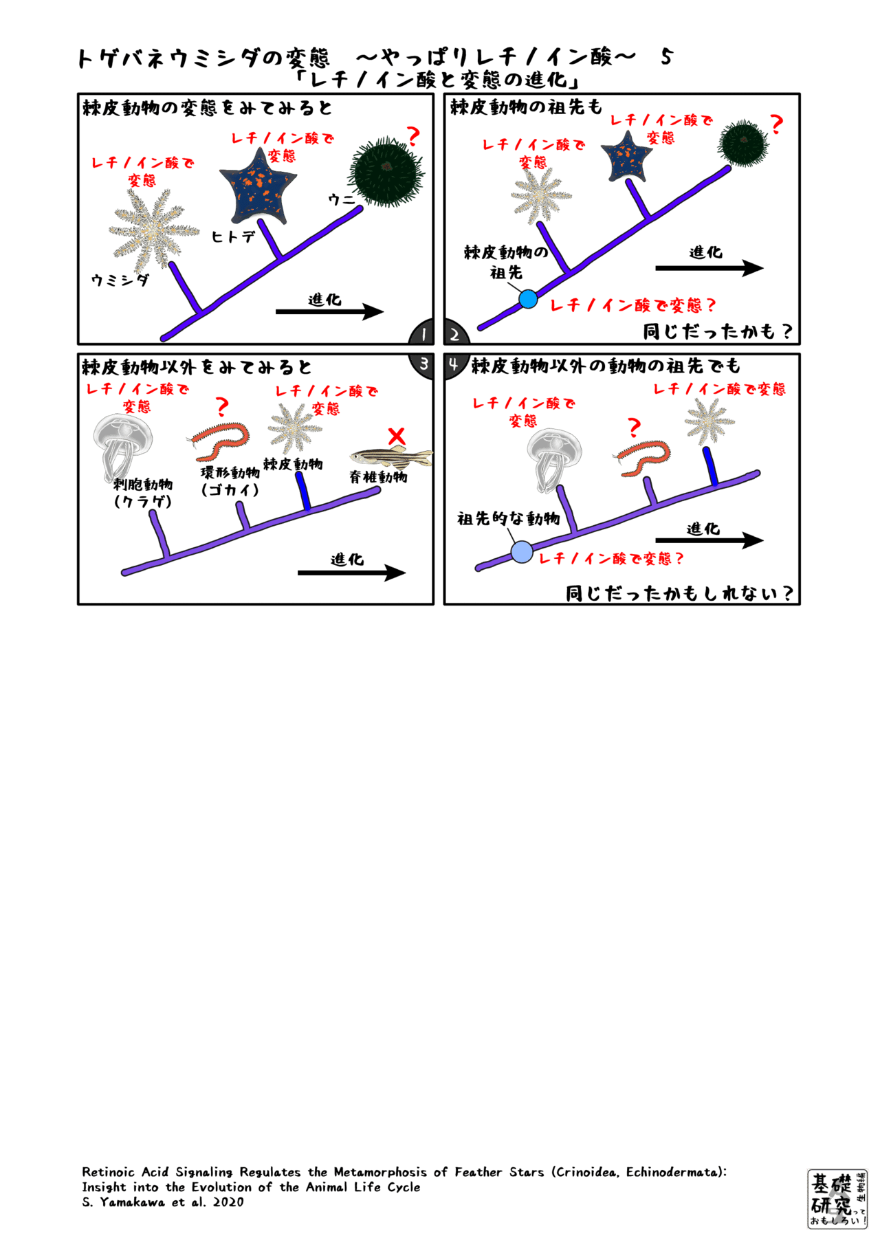 トゲバネウミシダの変態 やっぱりレチノイン酸 ５ 終 かわいせーざん 基礎研究っておもしろい 生物編 Note