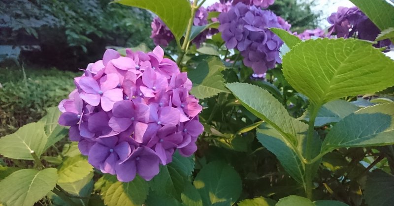 妊婦の情緒不安定を姉妹にぶつけることは受け止めるべきなのか ごはん 毎日更新中 Note