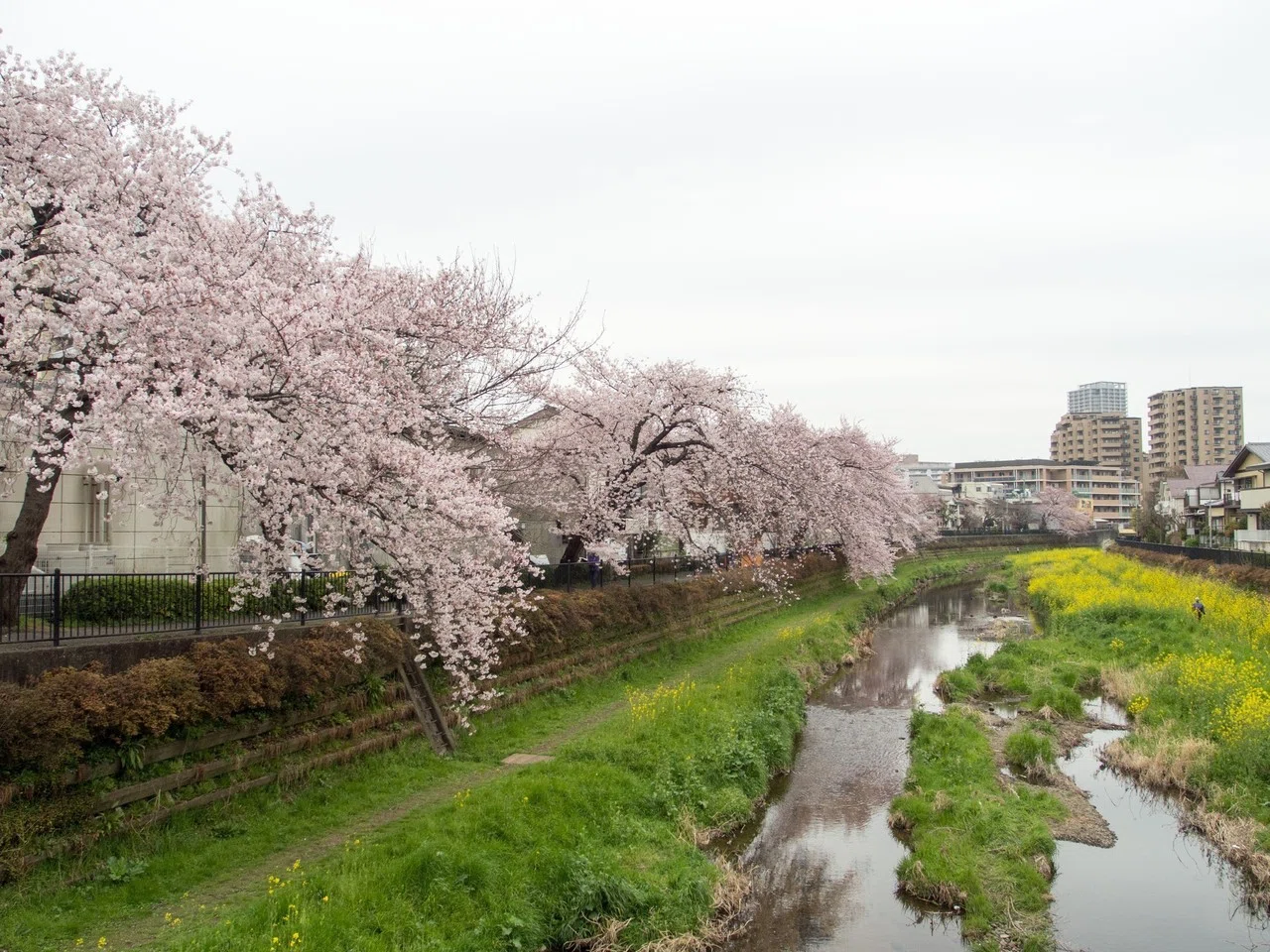 川沿いの桜 M Tanaka Note