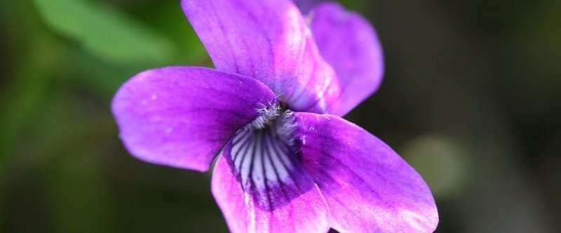 新しい切手とすみれの花 後編 まつもと じょう Note
