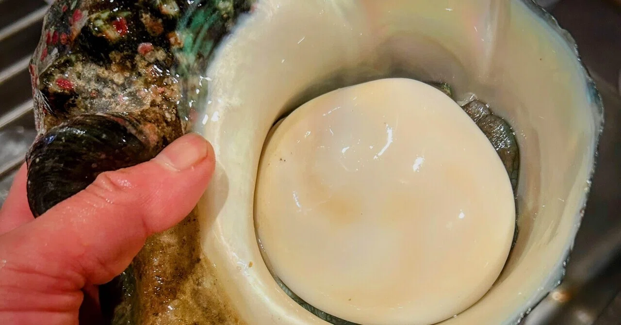 鹿児島「夜光貝」｜料理超ねこ・ちぃ
