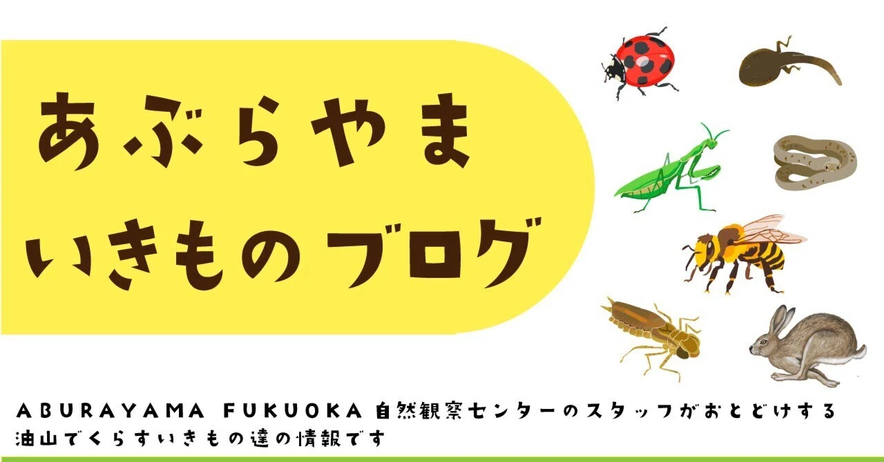 苦手だったかたつむりを、森で30分見つめてみたら｜あぶらやま