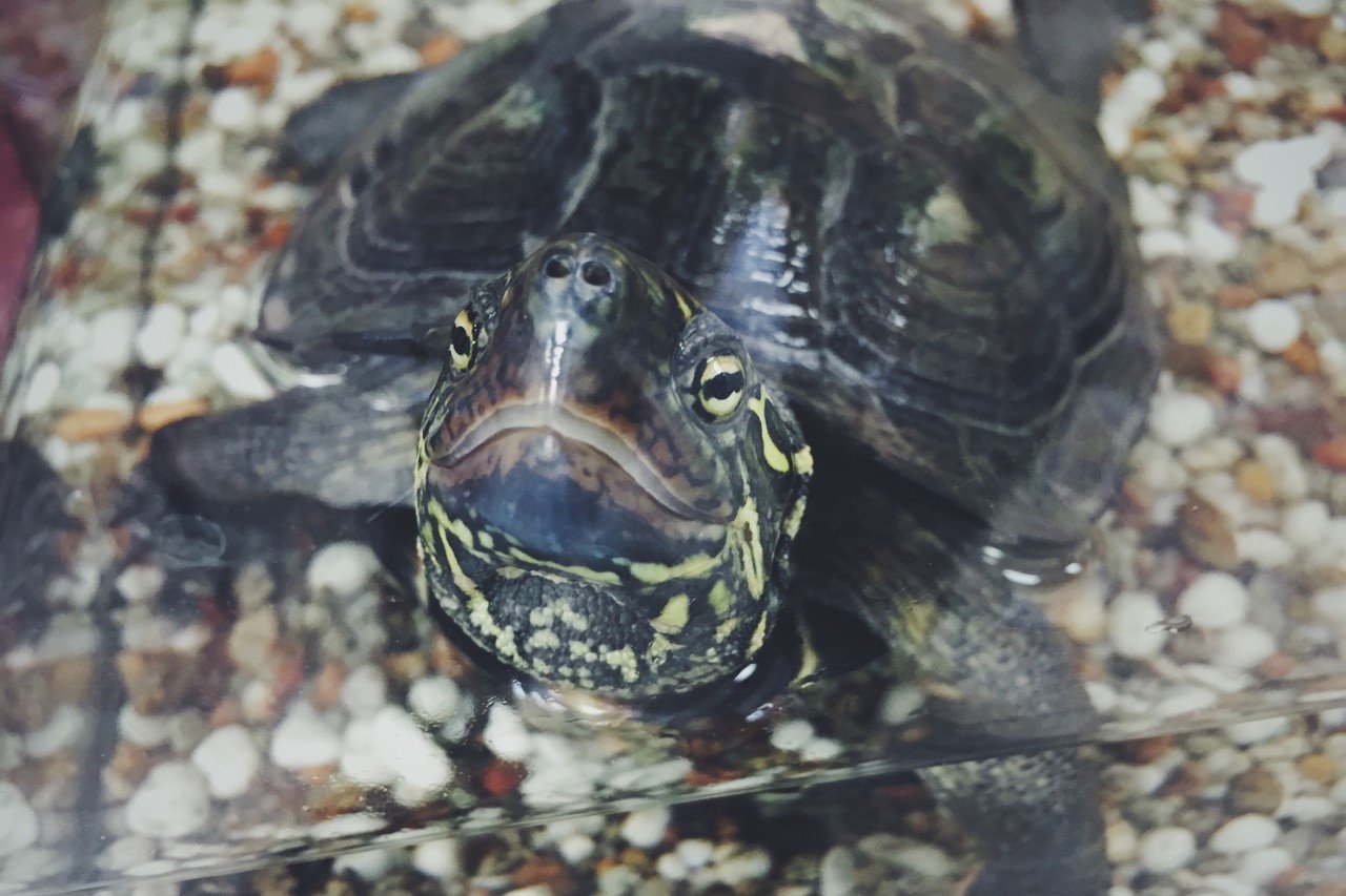 ミドリガメ 1905 稲垣純也 Note