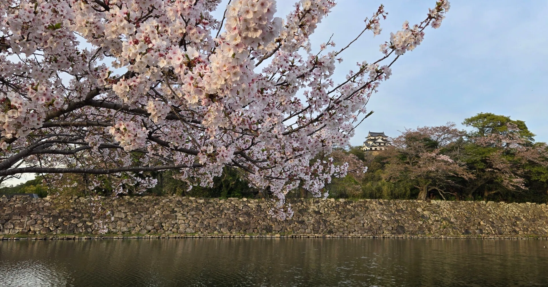 写真で振り返る旅【2026.04 滋賀県彦根市】|Ma. 写真で振り返る旅【2026.04 滋賀県彦根市】|Ma.