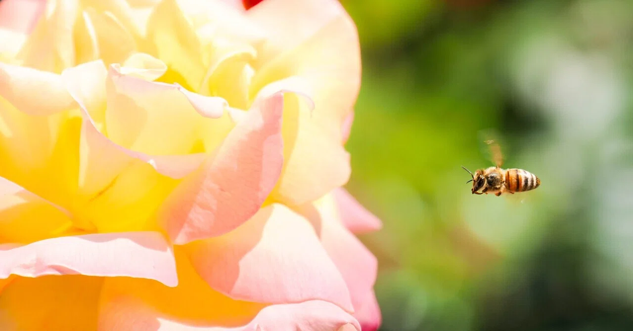 神代植物公園で写真散歩｜薔薇と虫と鳥｜ゆた