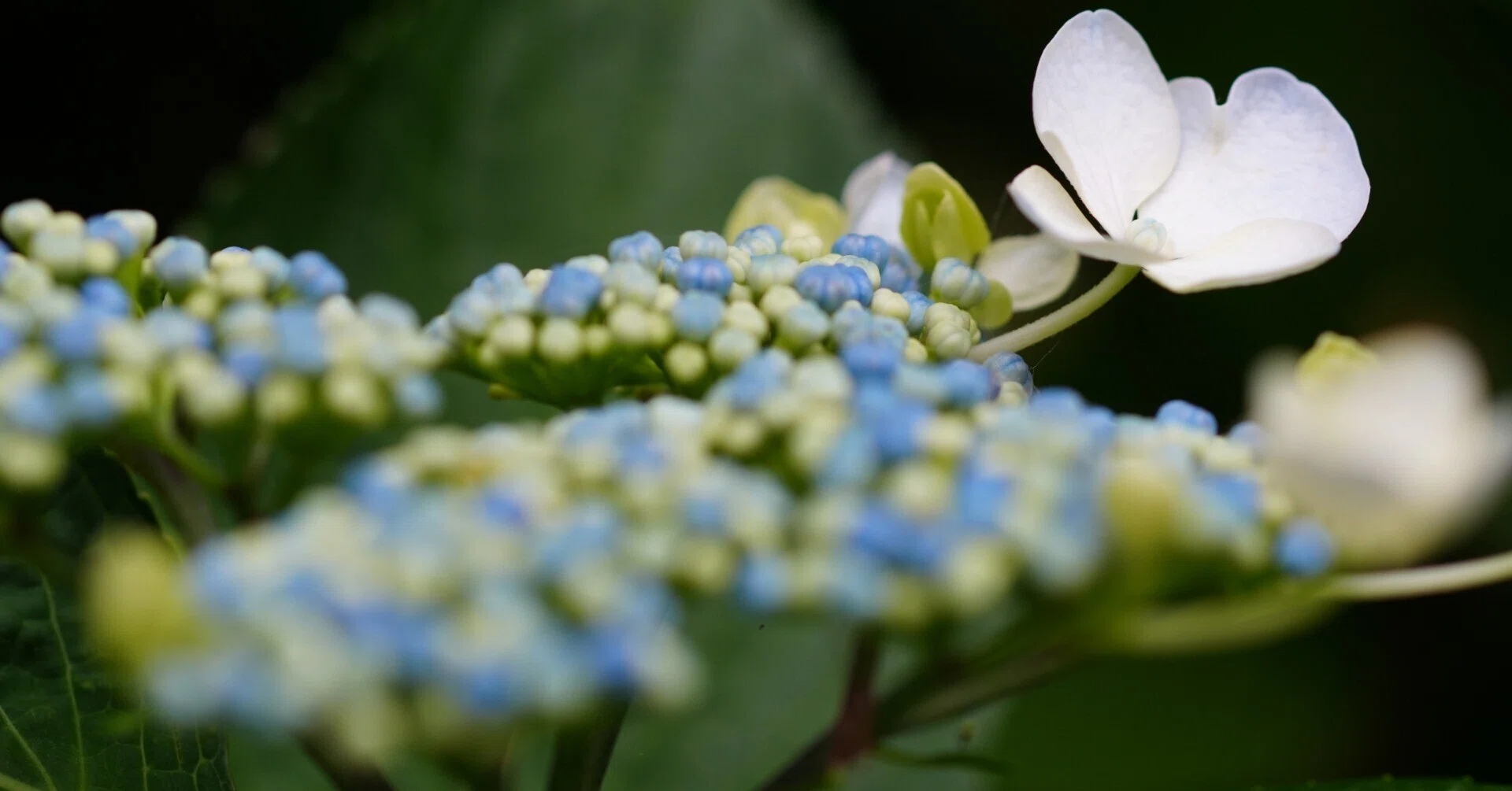 紫陽花の季節はじまる① 2026年5月24日 ～｜g_hiro_510