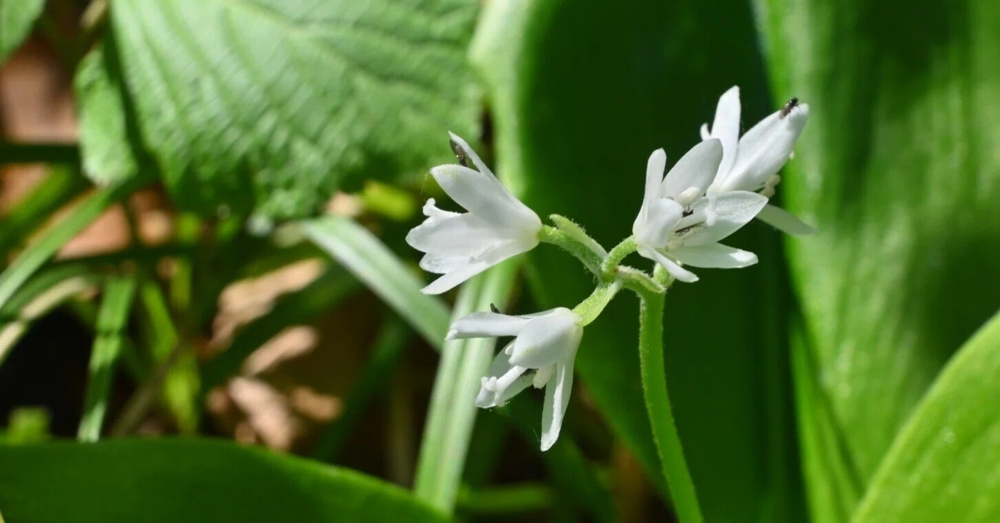 ツバメオモトの純白の花【白髪山・山野草紀行】｜郁楓庵・ikufuan