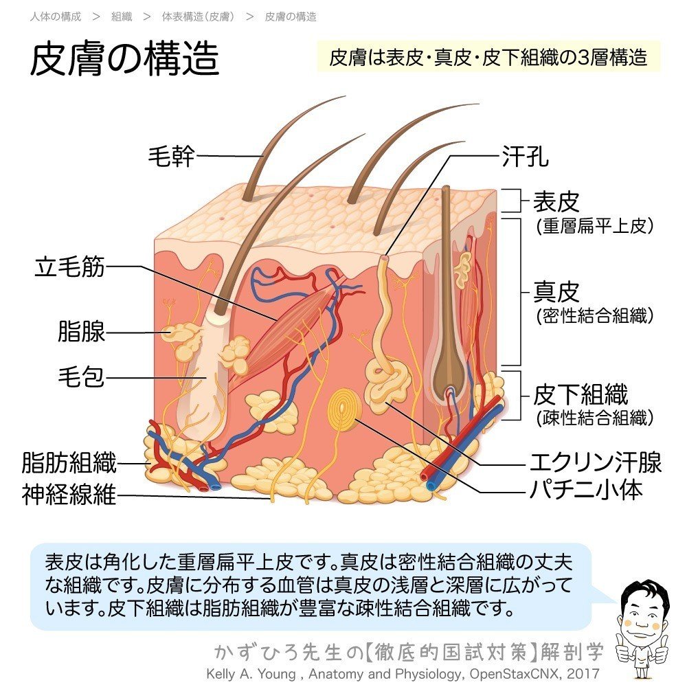 1 3 1 人体の構成 体表構造 皮膚 解説 かずひろ先生 黒澤一弘 解剖学 Note