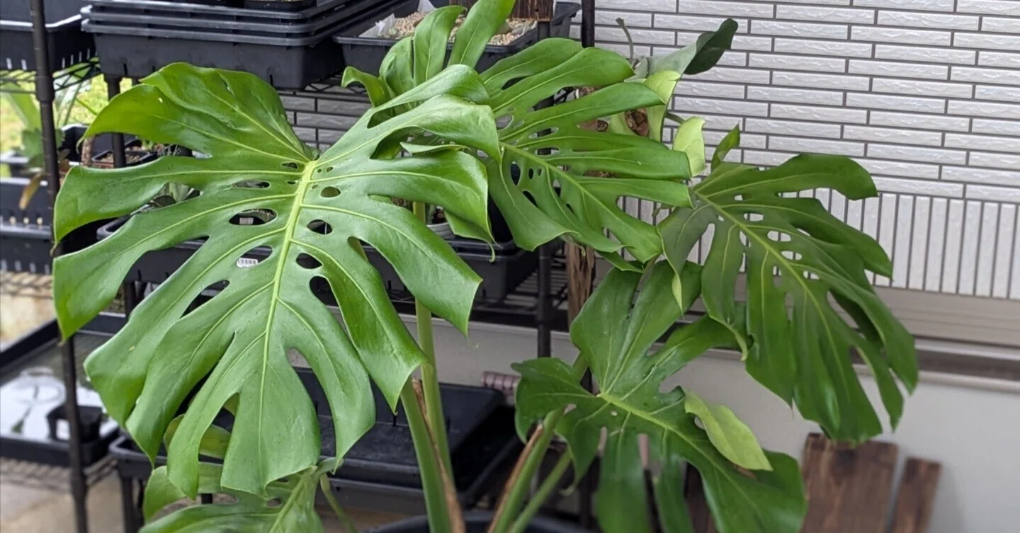 巨大モンステラ】小さな畑へ地植えに挑戦｜島風プランツ＠zen（ゼン）