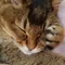 Web俳人・森パセリ