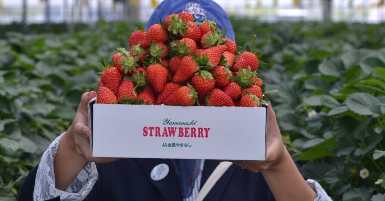 Stacking Strawberries on an Awkward Morning｜mya.o/ありのまま夫婦
