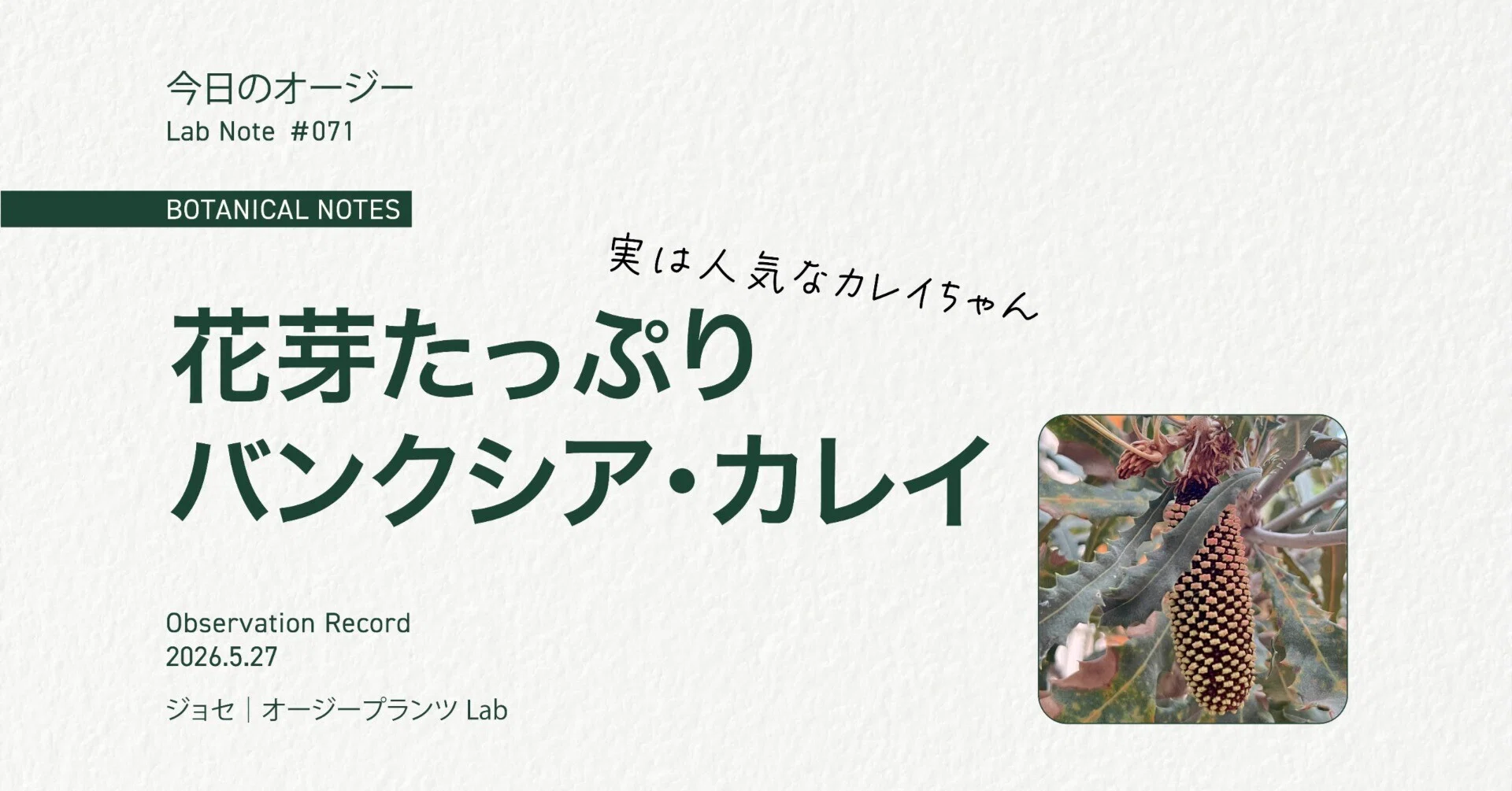 今日のオージー｜花芽たっぷりバンクシア・カレイ｜ジョセ｜オージー
