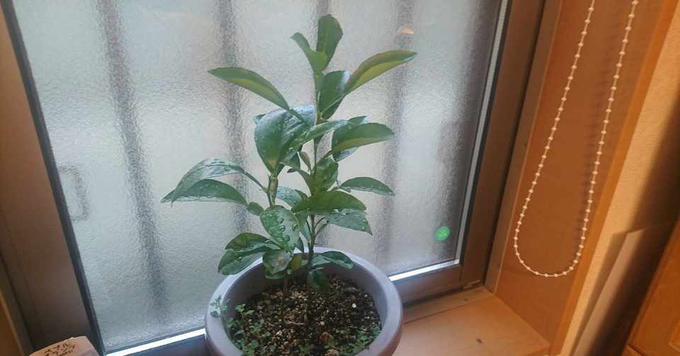 種を植えるのは楽しい 3 狸奴 りど Note