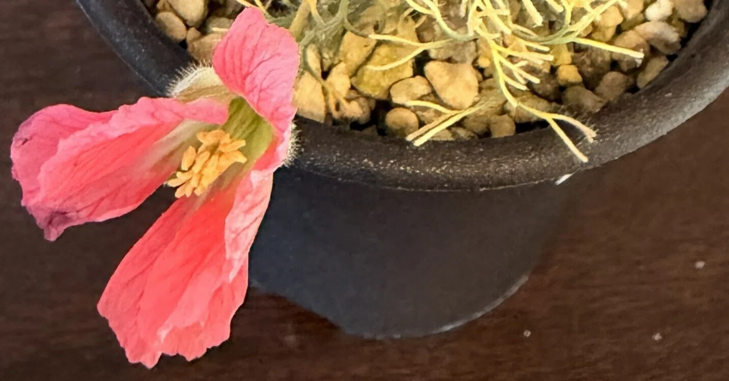 モンソニア ペニクリナム実生大株 昨年開花株 ピンク花 モンソニア・ペニクリナムが咲いた。1日おきの記録GIFで開花を振り返り