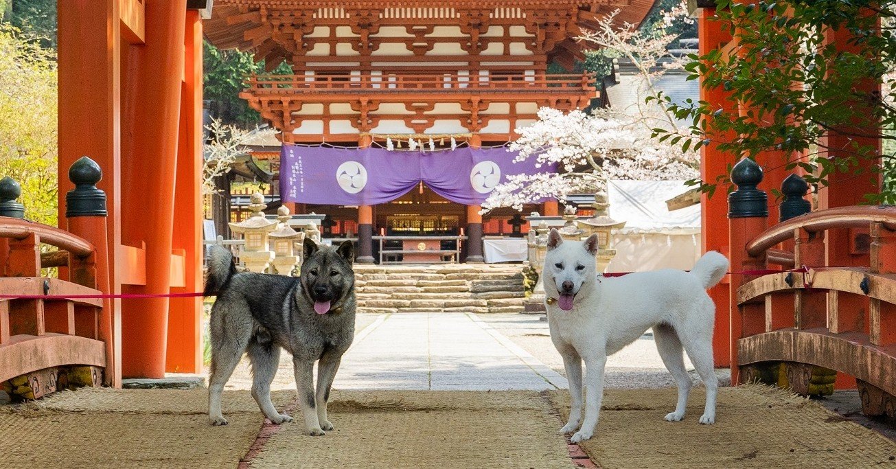 すずひめ号 世界遺産 丹生都比売神社のご神犬 和歌山県かつらぎ町 ほんのひととき Note