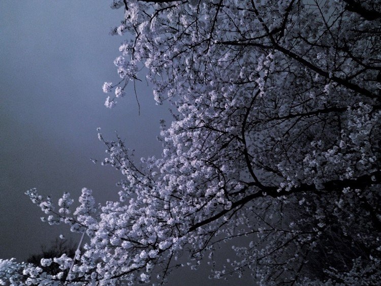 東京神社 花園神社
散り始め、葉桜はじめ
冷え込みのお陰で撮影間に合う
曇り空が功を奏す