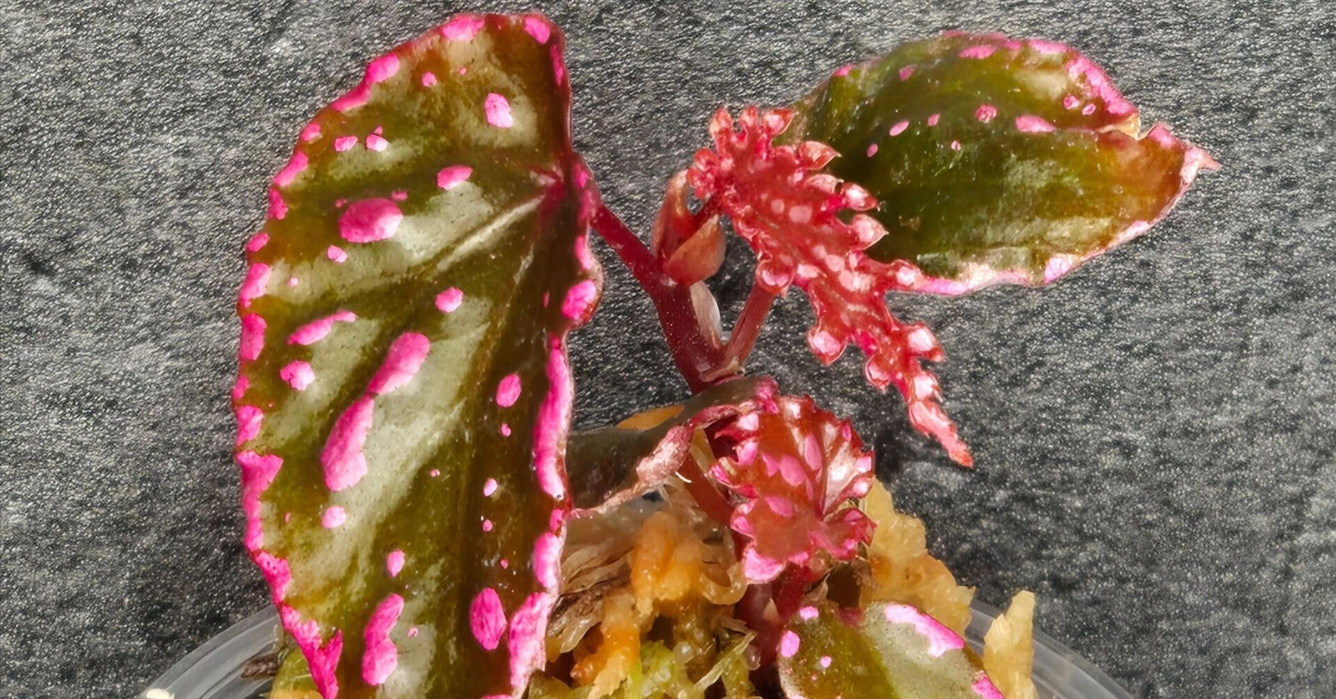 ベゴニア・ネグロセンシス（Begonia negrosensis）｜ポチョムキン卿