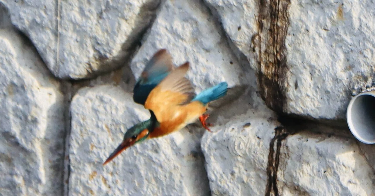 母鳥奮闘中 カワセミ雛への餌運び｜Junpei 東大和