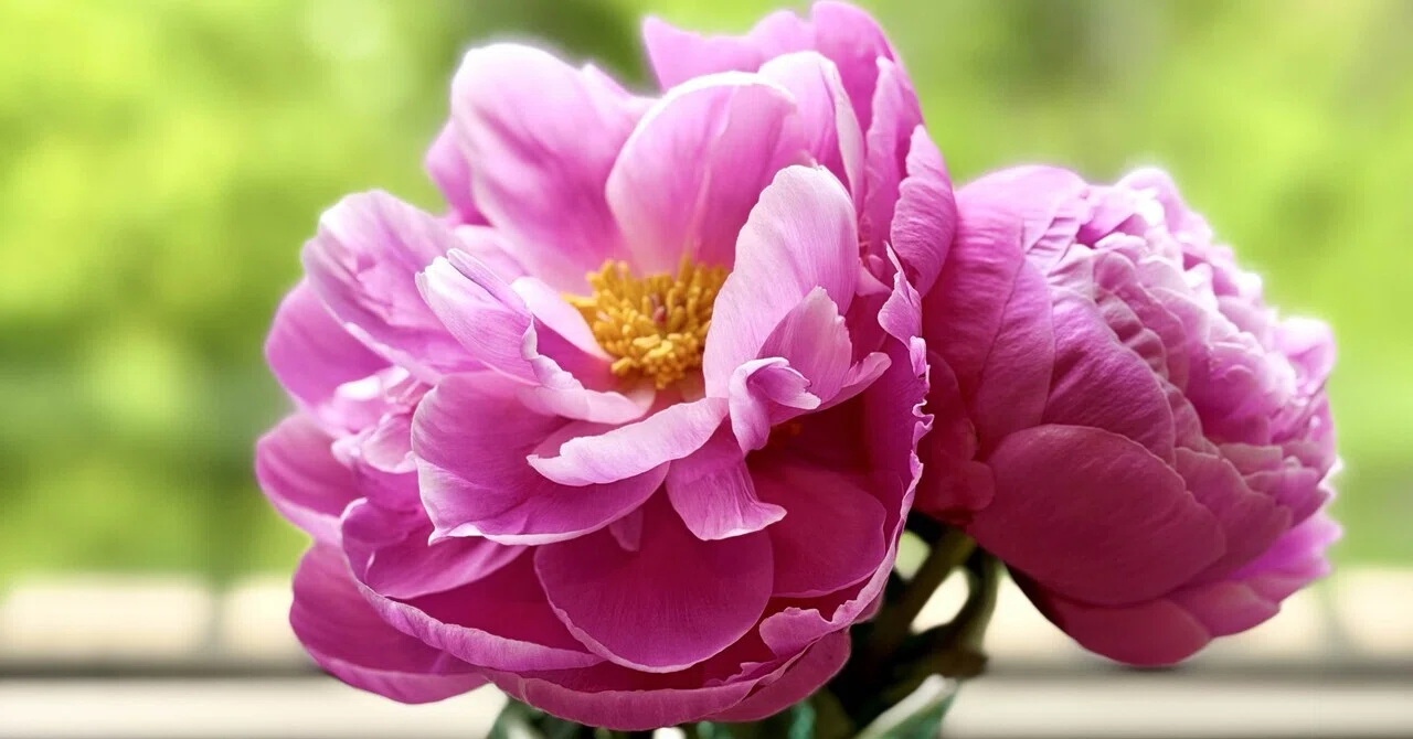 立てば芍薬、座れば牡丹…って、本当はみんなが知ってる意味とは違っ 