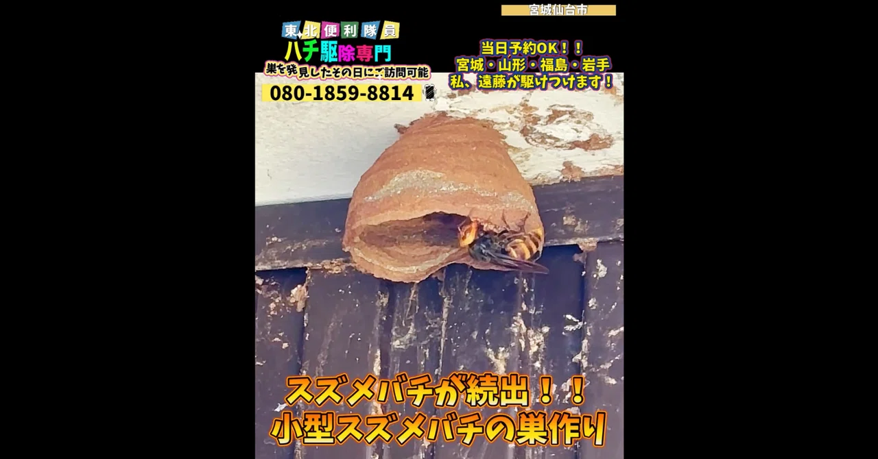 🐝◤スズメバチ続出！！小型スズメバチの巣作り◢｜🐝ハチ駆除専門