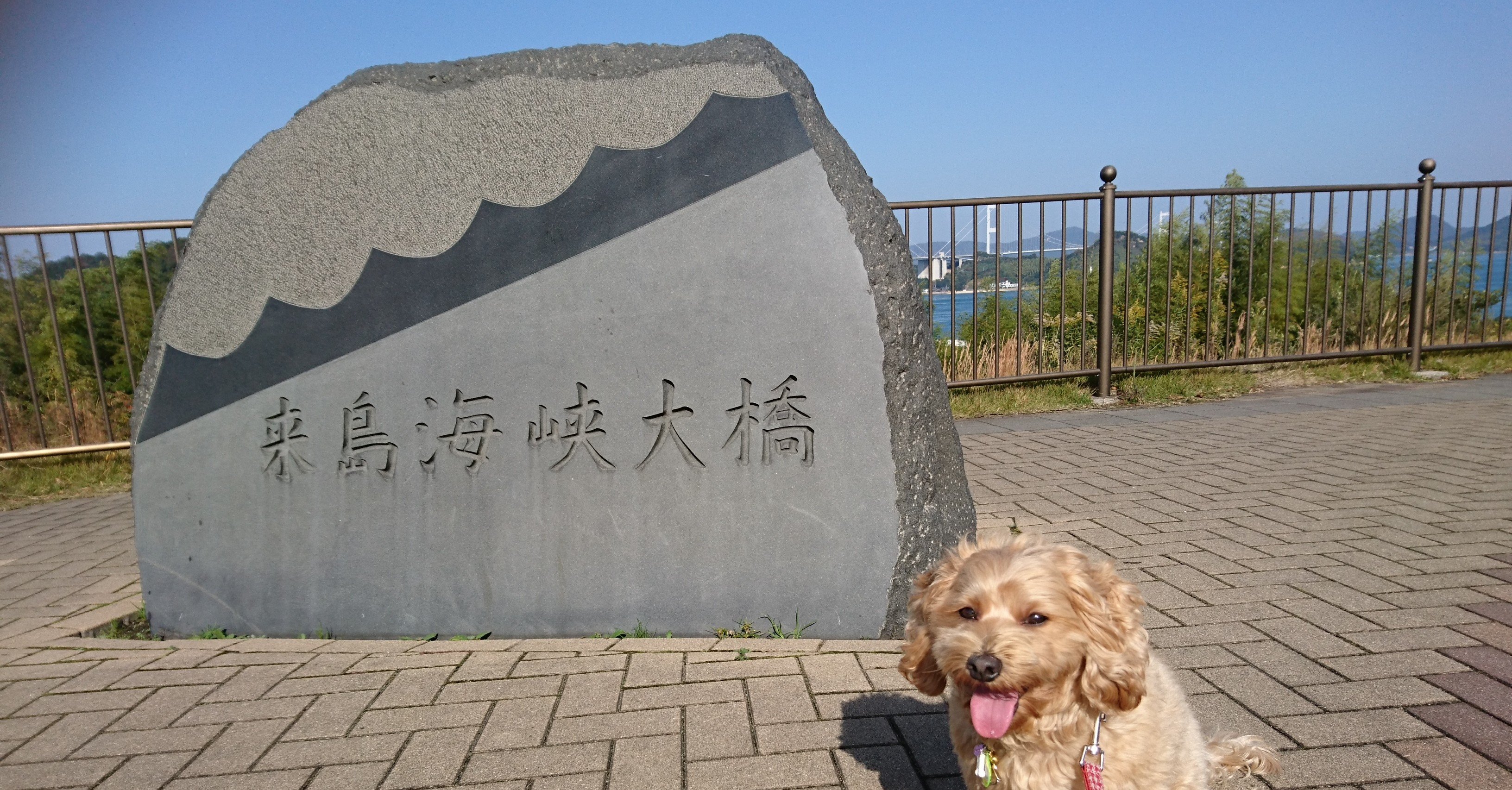 犬と旅して暮らそう リアルポケ森への道 Yucca Pocca ぼうさいぬと旅するns Note 犬と旅して暮らそう リアルポケ森への道 Yucca Pocca ぼうさいぬと旅するns Note